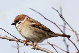 tree sparrow